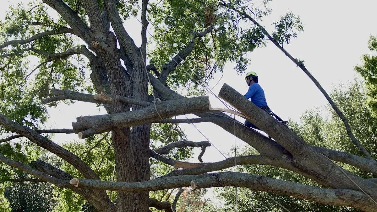 Professional Crown Thinning performed by certified arborists in Newhope